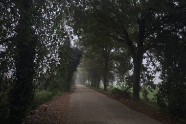 Sisin içinde dar köy yolu