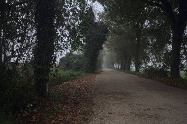 Sisin içinde dar köy yolu