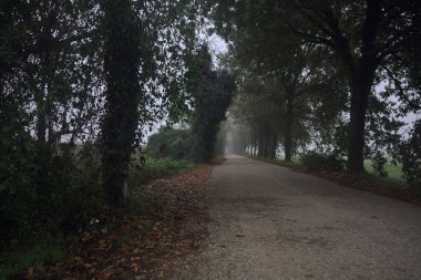 Sisin içinde dar köy yolu