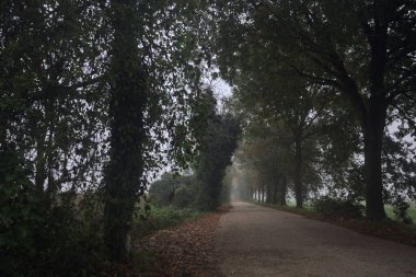 Sisin içinde dar köy yolu