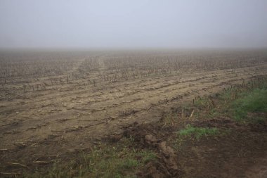 Siste mısır tarlası