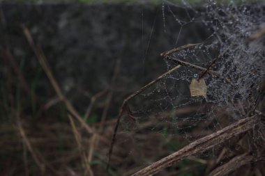 Çiy damlalı örümcek ağı