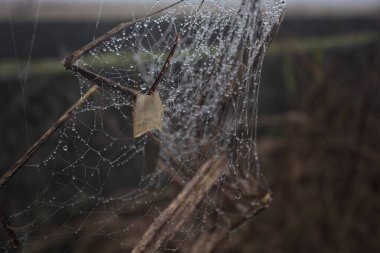 Çiy damlalı örümcek ağı
