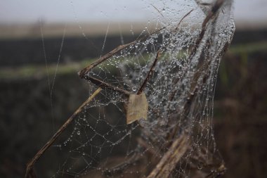 Çiy damlalı örümcek ağı