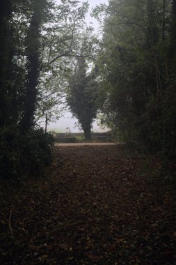 Bir koruluktaki kir yolu