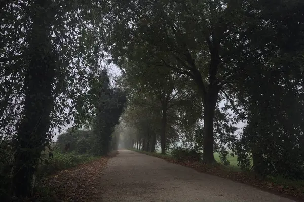 Sisin içinde dar köy yolu