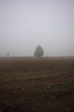 Bir çukur içinde ağaç