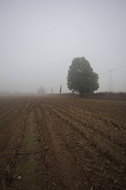 Bir çukur içinde ağaç