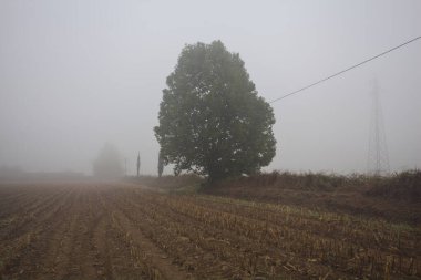 Bir çukur içinde ağaç