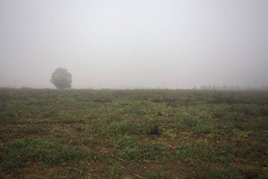 Bir çukur içinde ağaç