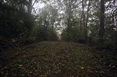 İzler yapraklarla kaplı