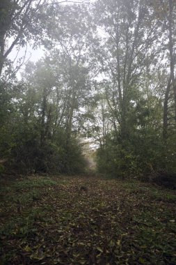 İzler yapraklarla kaplı