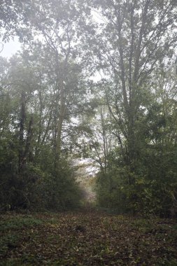 İzler yapraklarla kaplı