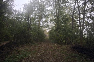 İzler yapraklarla kaplı