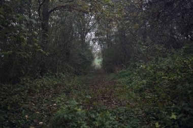 İzler yapraklarla kaplı