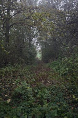 İzler yapraklarla kaplı