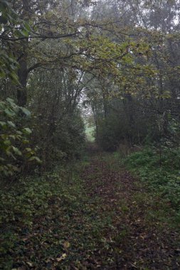 İzler yapraklarla kaplı