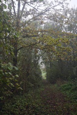 İzler yapraklarla kaplı