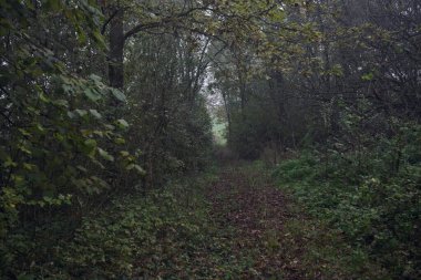 İzler yapraklarla kaplı