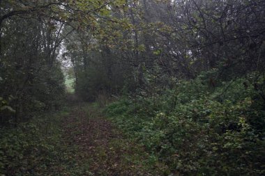 İzler yapraklarla kaplı