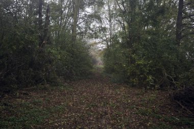 İzler yapraklarla kaplı