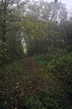 İzler yapraklarla kaplı