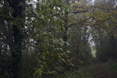 İzler yapraklarla kaplı