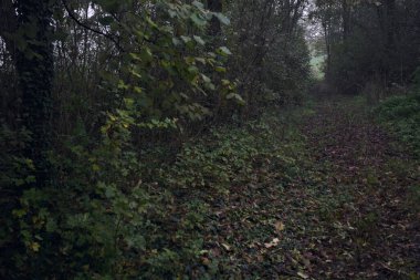 İzler yapraklarla kaplı