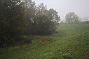 Çim tarlasında bir koru