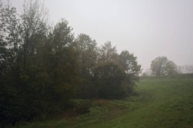 Çim tarlasında bir koru