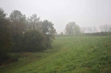 Çim tarlasında bir koru