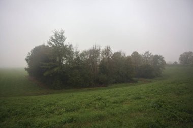 Çim tarlasında bir koru