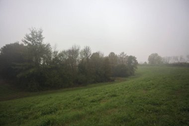 Çim tarlasında bir koru