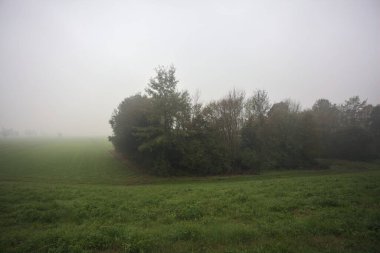 Çim tarlasında bir koru