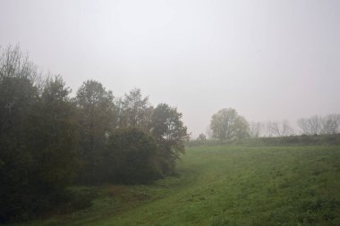 Çim tarlasında bir koru