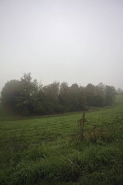 Çim tarlasında bir koru