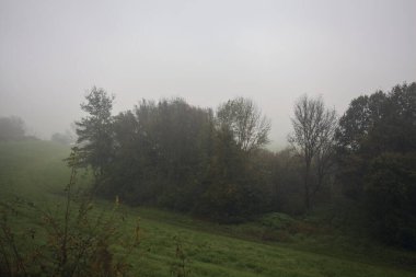 Sisin içindeki koruluk.