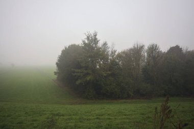 Çim tarlasında bir koru