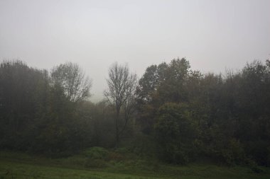 Sisin içindeki koruluk.