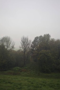 Sisin içindeki koruluk.