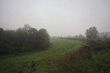 Çim tarlasında bir koru