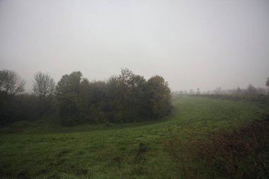 Çim tarlasında bir koru