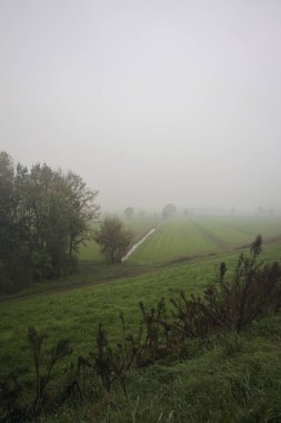 Bir toprak setin yanındaki koruluk.
