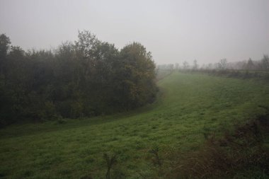 Çim tarlasında bir koru