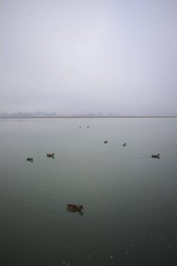 Suda yüzen yaban ördekleri