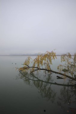 Nehirde düşen söğüt