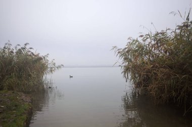 Nehir kıyısında sisli kamışlarla