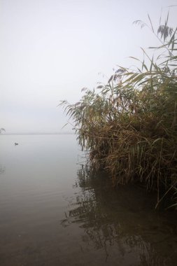 Nehir kıyısında sisli kamışlarla