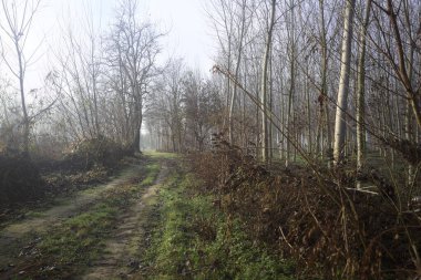 Parktaki toprak ve çamurlu patika.