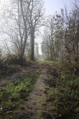 Parktaki toprak ve çamurlu patika.